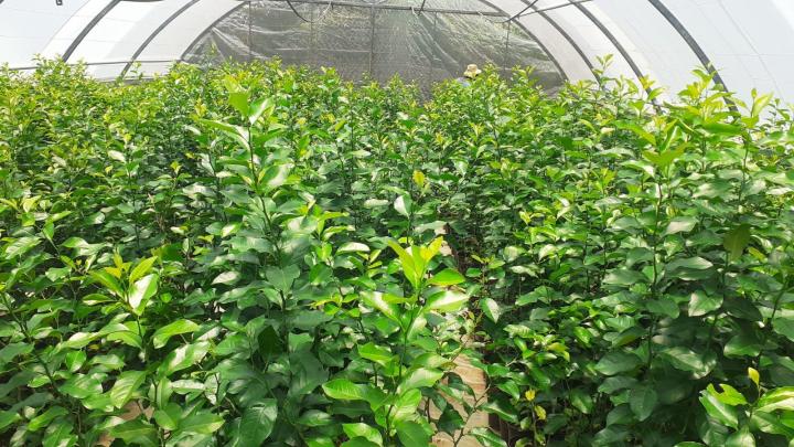 Spécialiste en vente de plants d’agrume