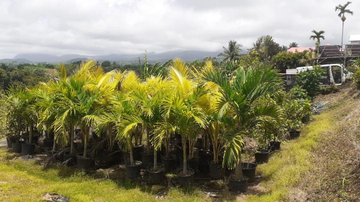 Pépinière spécialisée dans la vente de palmiers
