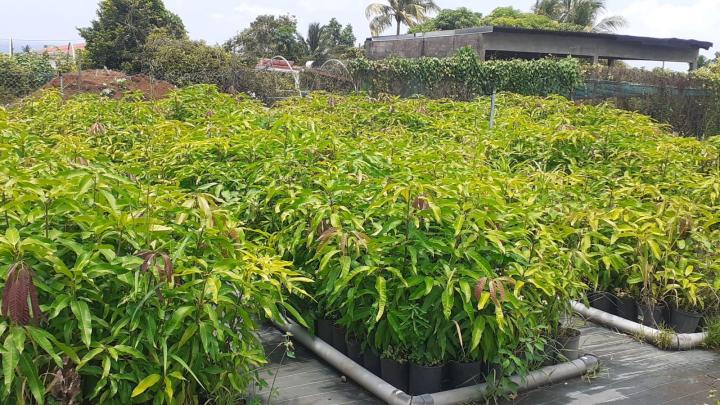 Spécialiste en vente d’arbres fruitiers