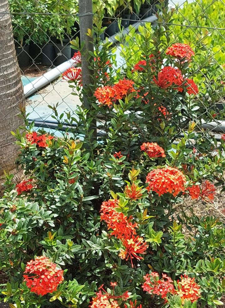 Spécialiste en vente de fleurs tropicales