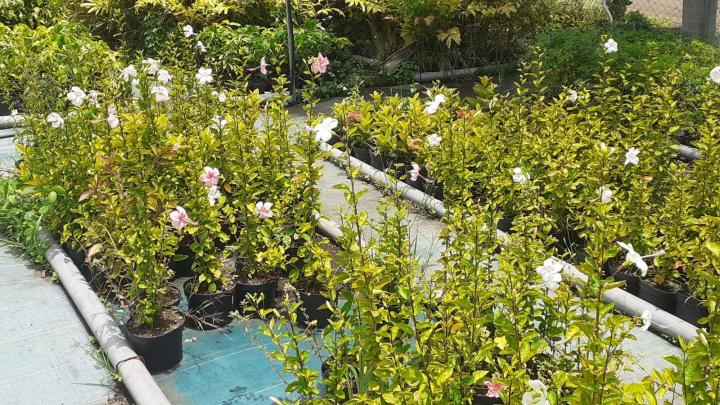 Vendeur de fleurs tropicales Capesterre-Belle-Eau