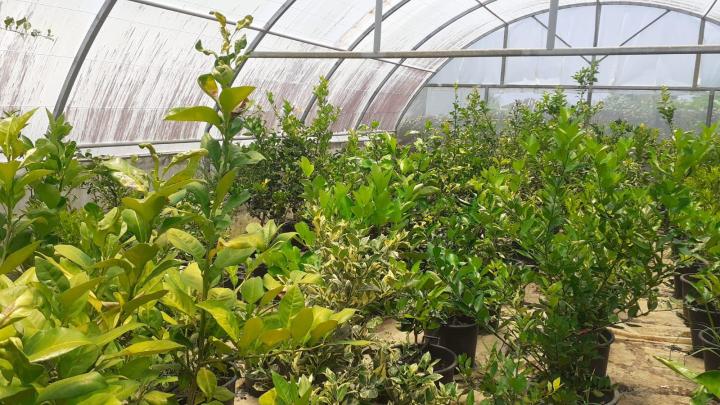 Vente de plants d'agrume Capesterre-Belle-Eau