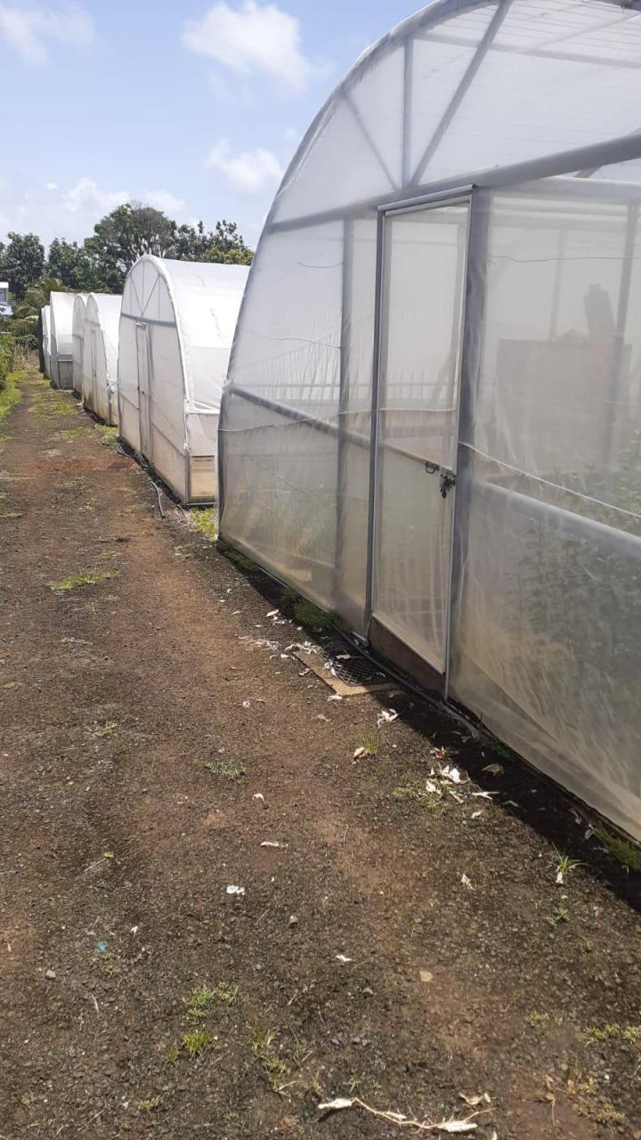 Vente de fleurs tropicales Capesterre-Belle-Eau