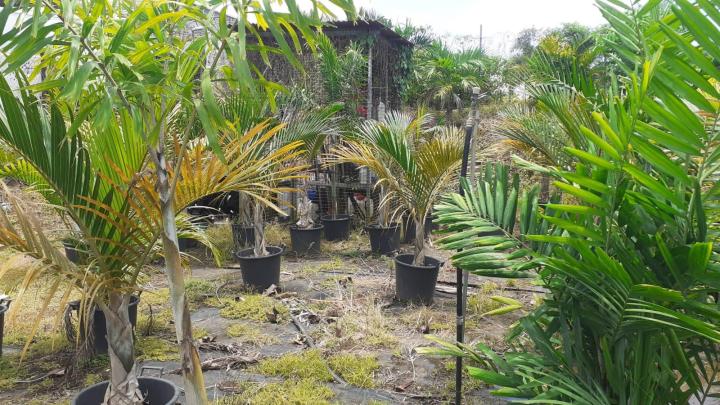 Vendeur d'arbres fruitiers Capesterre-Belle-Eau