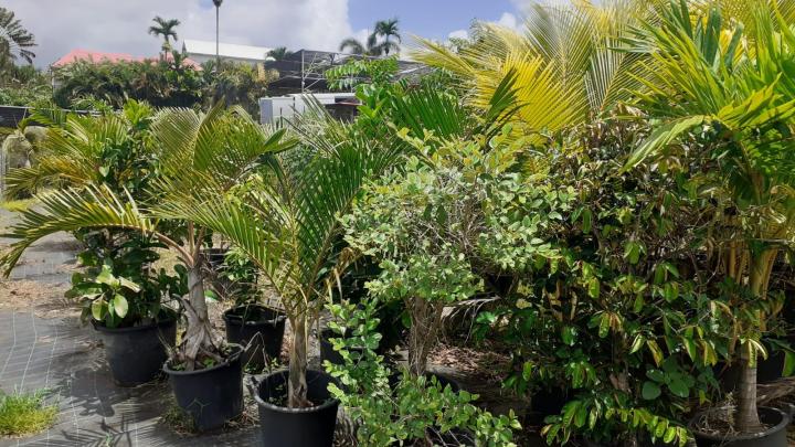 Vente de plants d'agrume Capesterre-Belle-Eau