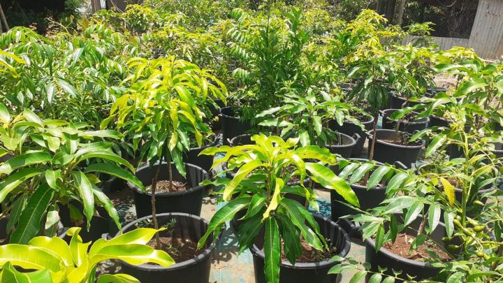 Vendeur d'arbres fruitiers Capesterre-Belle-Eau