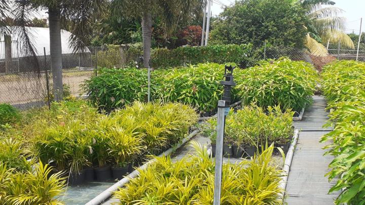 Vente de fleurs tropicales Capesterre-Belle-Eau