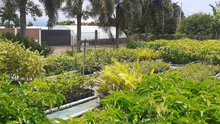Vente de plants d'agrume Capesterre-Belle-Eau