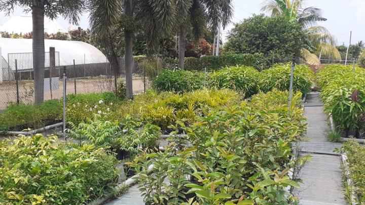 Vendeur d'arbres fruitiers Capesterre-Belle-Eau