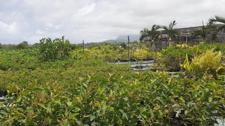 Vente de fleurs tropicales Capesterre-Belle-Eau