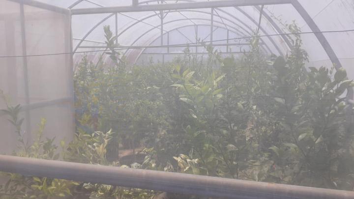 Vendeur d'arbres fruitiers Capesterre-Belle-Eau