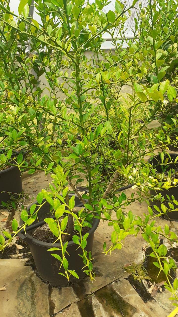 Vente de fleurs tropicales Capesterre-Belle-Eau