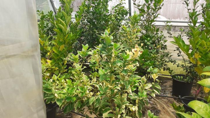 Vente de plants d'agrume Capesterre-Belle-Eau