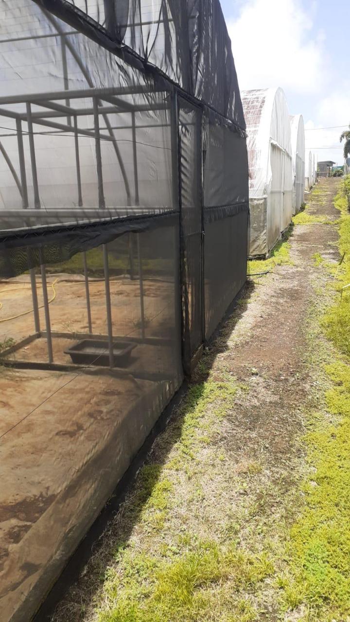 Vendeur d'arbres fruitiers Capesterre-Belle-Eau