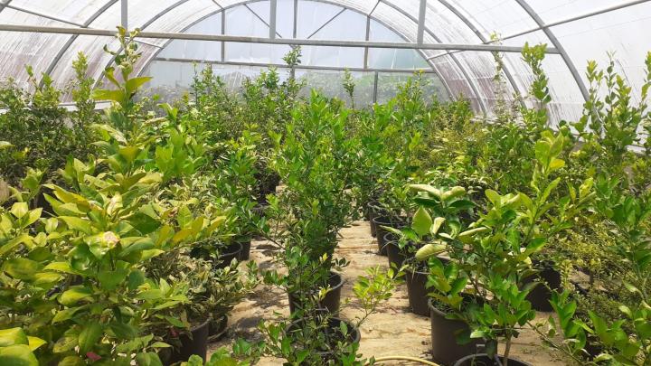 Vente de plants d'agrumes Capesterre-Belle-Eau
