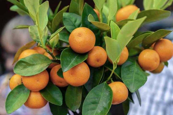 Vente de plants d'agrumes, Petit-bourg