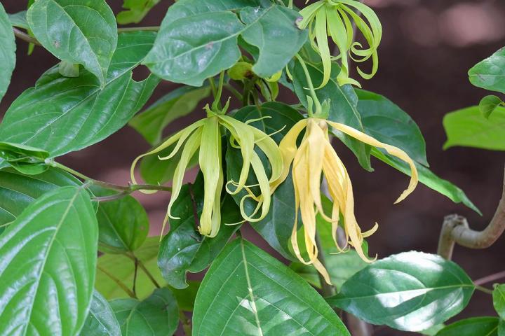 Pépinière Capesterre-Belle-Eau