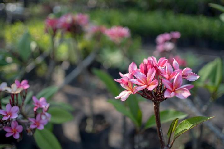 Vendeur de fleurs tropicales Capesterre-Belle-Eau