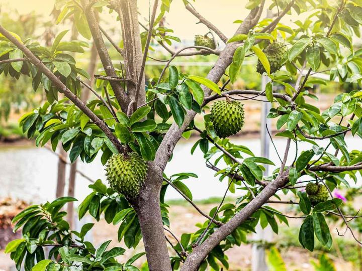 Vente d'arbres fruitiers, Vieux-Habitants