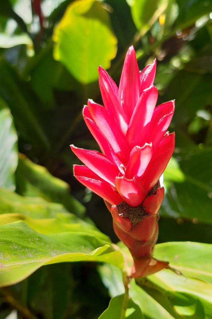 Vendeur de fleurs tropicales Capesterre-Belle-Eau