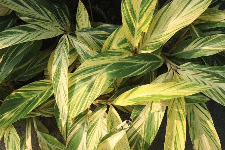 Vendeur de fleurs exotiques Capesterre-Belle-Eau